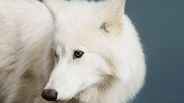 Dire wolf atau serigala purba