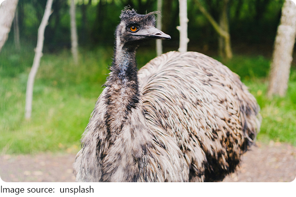 Ostrich Eye Mystery