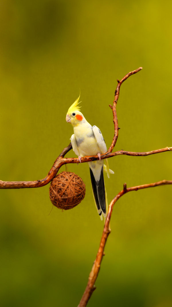 Get Your Parrot Talking