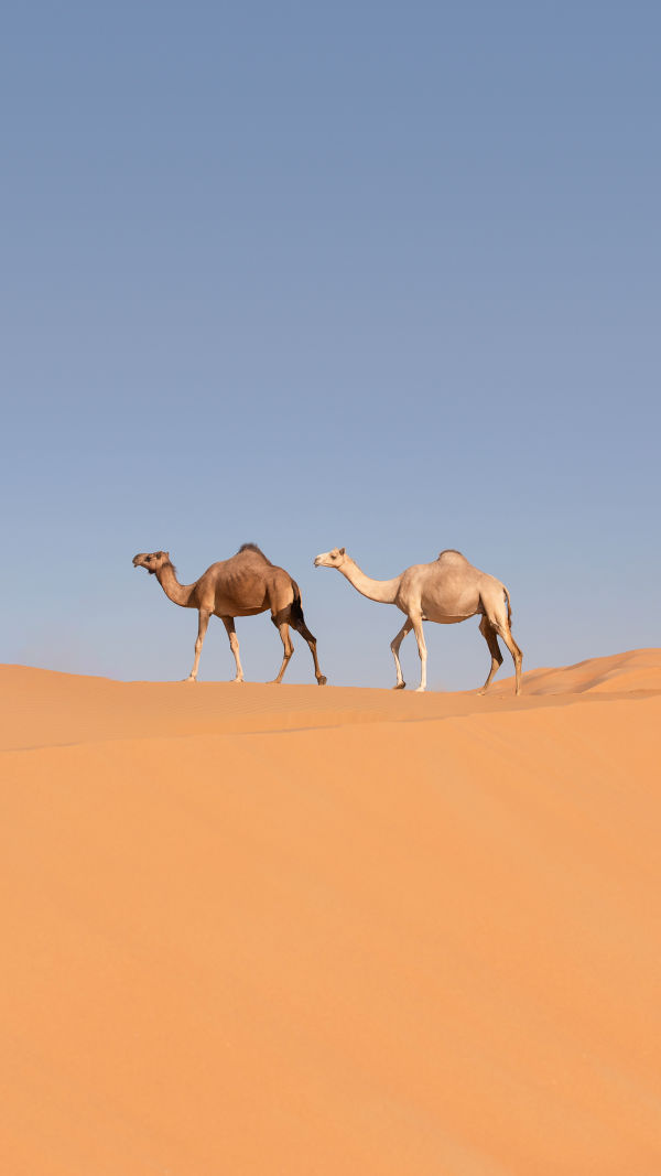 Amazing Camel Facts