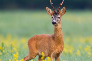 Roe Buck Secrets