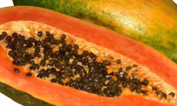 1542070 papaya
