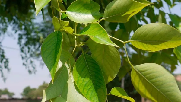 Sheesham tree: full of beautiful leaves, but an invaluable medicine for health