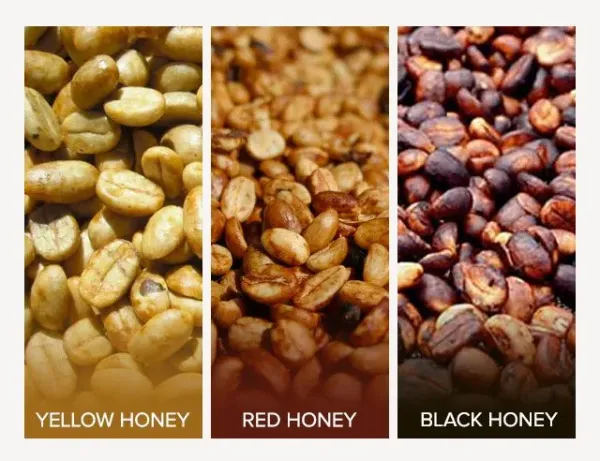 Coffee Honey Process