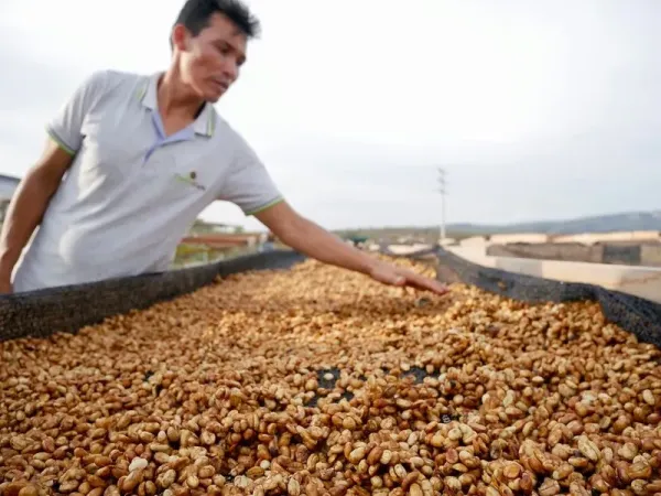 Coffee Honey Process