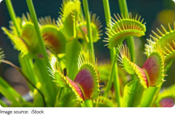 Plantas Carnívoras