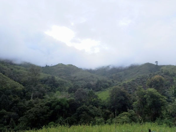 Kawasan perbukitan di sekitar Bukit Telogah yang masih berupa hutan asri (sumber: dokumentasi pribadi)