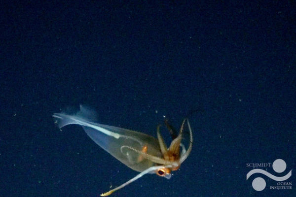 Cumi-cumi kaca glasial, G. glacialis. Foto: Schmidt Ocean Institute