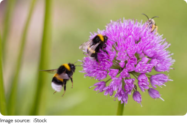 Bee Dance Map
