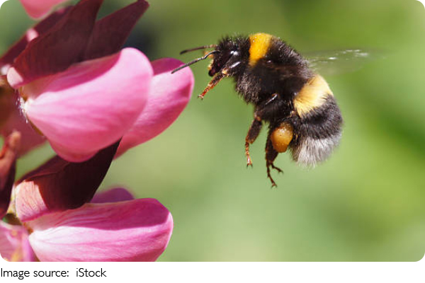 Bee Dance Map