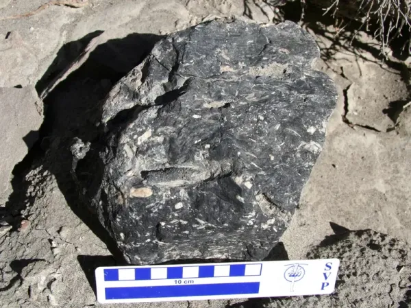 Feses dinosaurus yang sudah mengeras.