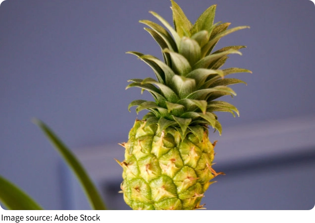 Özenli Ananas
