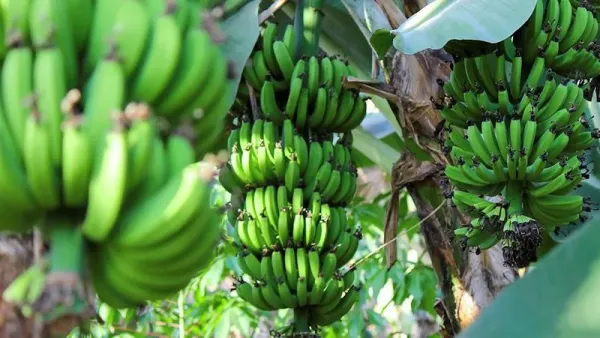 7 Jenis Pisang Terbaik di Dunia, Ada yang Populer di Indonesia!