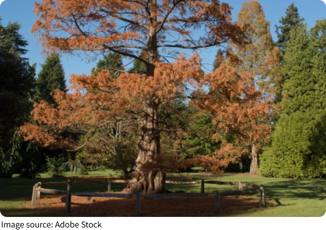 Pohon Pinus Keabadian