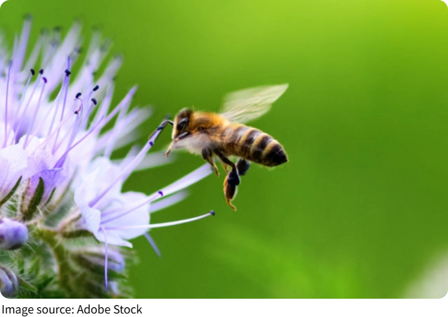 Bee Dance Communication