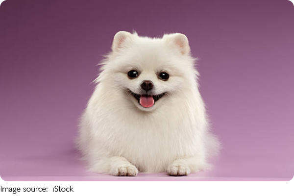 Limpieza Pet Friendly