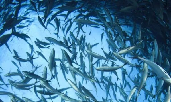 1547474 world tuna day 2025