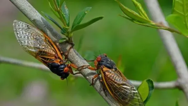 Emerged 17 year Brood X periodical cicadas. Every 17 years they tunnel up from the ground and molt into their adult form and mate.  Newly hatched cicada nymphs fall from trees and burrow into dirt.
