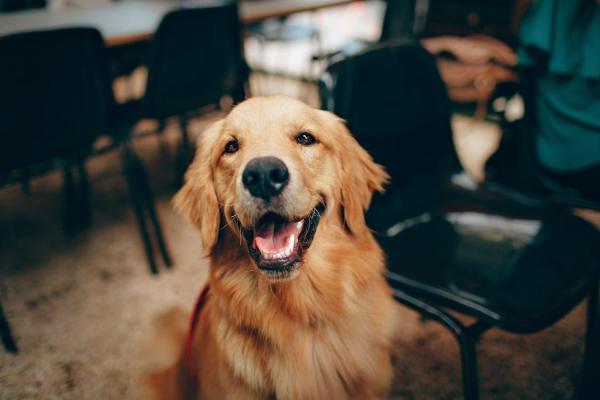 ANJING SAHABAT MANUSIA - Ilustrasi anjing yang diambil dari Pexels pada 6 Mei 2025. Berikut 11 tanda yang menunjukkan bahwa anjing adalah sahabat Anda.