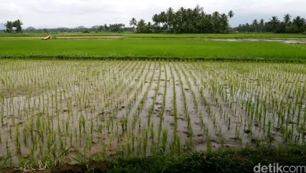 Hamparan sawah.  dikhy sasra/ilustrasi/detikfoto