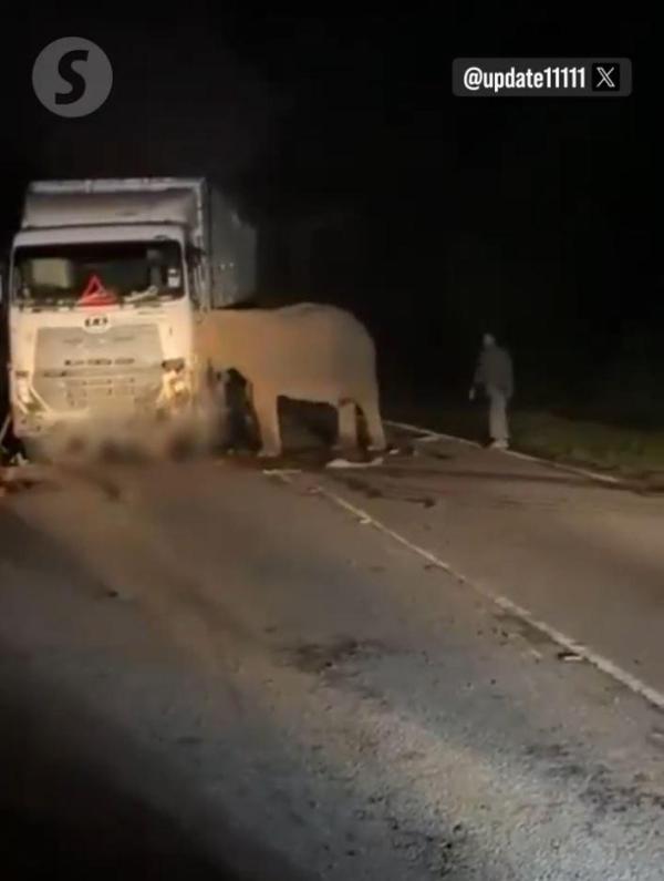 VIRAL MEDIA SOSIAL - Tangkap layar YouTube The Star pada 11 Mei 2025, memperlihatkan seekor induk gajah yang menyaksikan kematian anaknya yang ditabrak truk. Insiden ini terjadi tepat di Hari Ibu Internasional