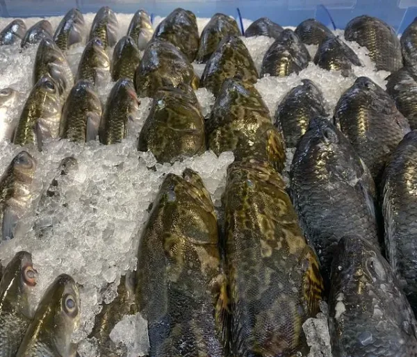 Wow! Ikan Betutu 7,2 Kg yang Kian Langka Harganya Bisa Rp 5,5 Juta