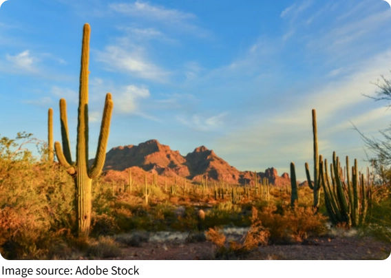 Living Desert Giants