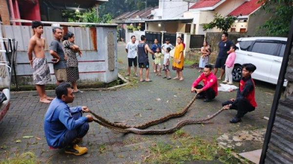 EVAKUASI ULAR: Ist. Damkar Banyumas.asi dua ular piton di Perumahan Puri Teluk RT 9 RW 4, Kecamatan Purwokerto Selatan, Kamis (15/5/2025). Ular yang jantan berukuran kurang lebih 2,5 meter sementara yang betina kurang lebih 2,8 meter. 