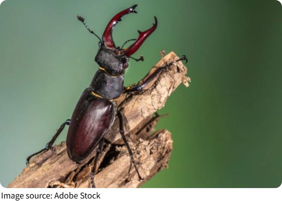 Bọ lướt nước