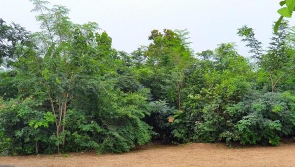 1.5 year old Miyawaki forest---Image courtesy @shubzsharma