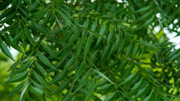 neemleaves 1747193319765