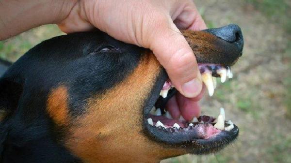 Ilustrasi anjing rabies