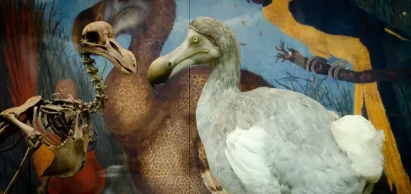 Kerangka dan model burung Dodo di Oxford University Museum of Natural History
