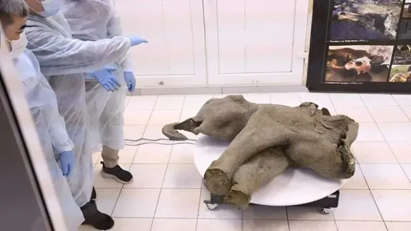 Bayi mammoth.