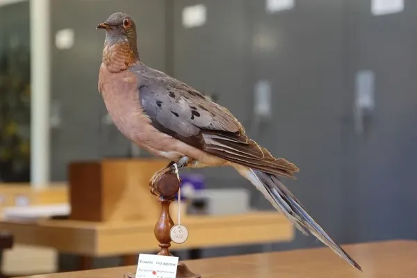 Koleksi riset dan pembelajaran taksidermi merpati penumpang atau passenger pigeon, bernama ilmiah Ectopistes migratorius, di Laval University Library, Kanada. Hewan dari kawasan Amerika Utara ini telah punah.