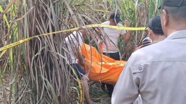 PENEMUAN JASAD WANITA - Petugas INAFIS Polres Ogan Ilir dibantu warga mengevakuasi jasad yang ditemukan di perkebunan tebu wilayah Desa Seri Bandung, Minggu (18/5/2025). Belum diketahui penyebab kematian wanita tersebut.