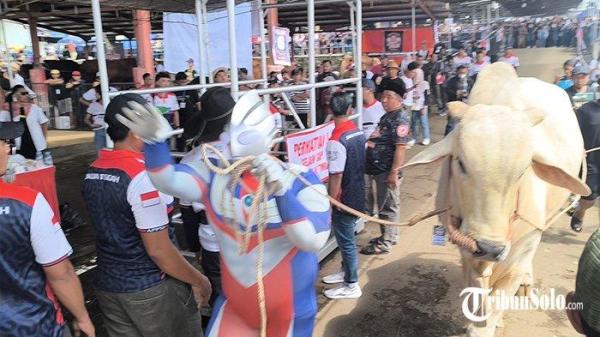 Anak buah kandang (ABK) dari Joyun Farm, Aril Orasianto asal Jogjakarta memakai kostum ultraman