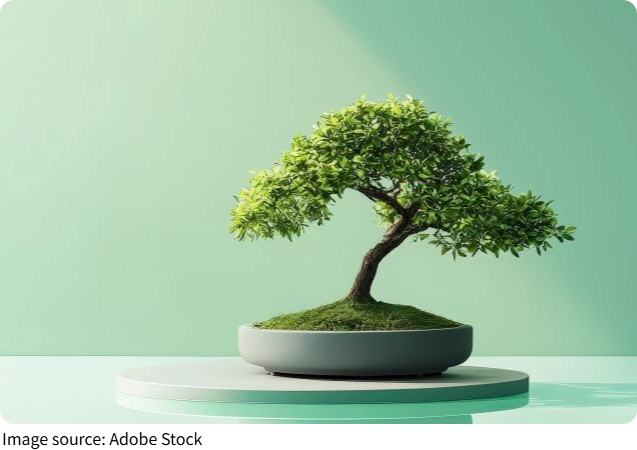 Bonsai Care Guide