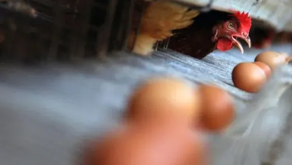 Pekerja menyortir telur ayam di Kawasan Ternak Ayam Pantai Labu, Kabupaten Deli Serdang, Sumatera Utara, Selasa (9/4/2024). <div class=