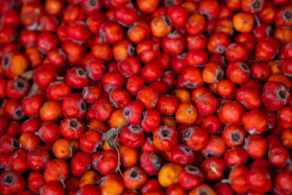 Hawthorn berries. Photo from Pixabay