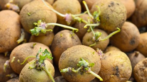 sprouted potatoes 1747825611644