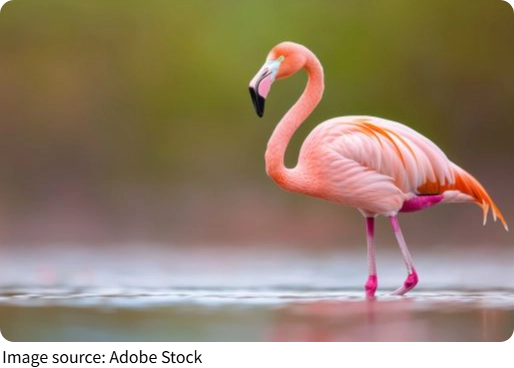Danza del Amor