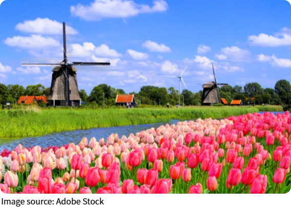 Tulip Color Secrets