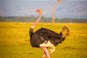 Speedy Land Bird