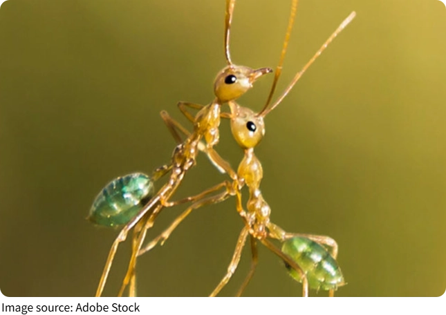 Những con bọ đắt tiền