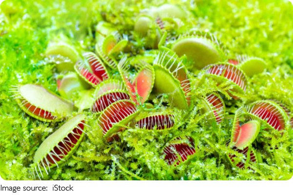Carnivorous Plant Secrets