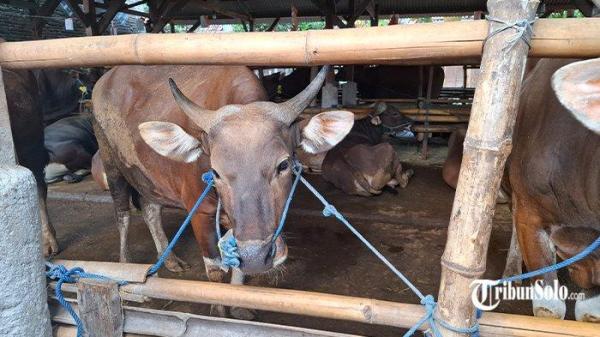 LARIS MANIS - Kondisi sapi kurban di kandang milik pedagang sapi di Desa Pengkok, Kecamatan Kedawung, Kabupaten Sragen. <div class=