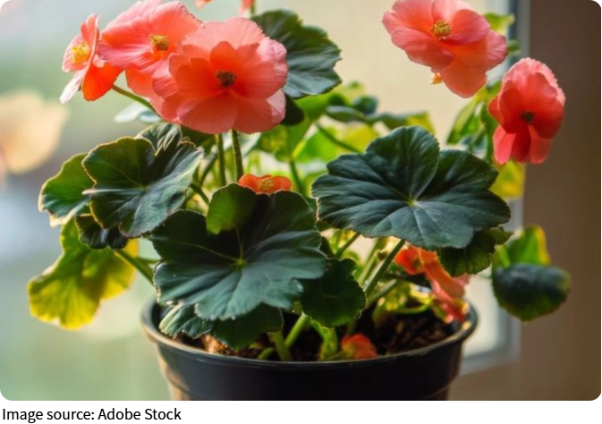 Tenha um jardim vivo já!