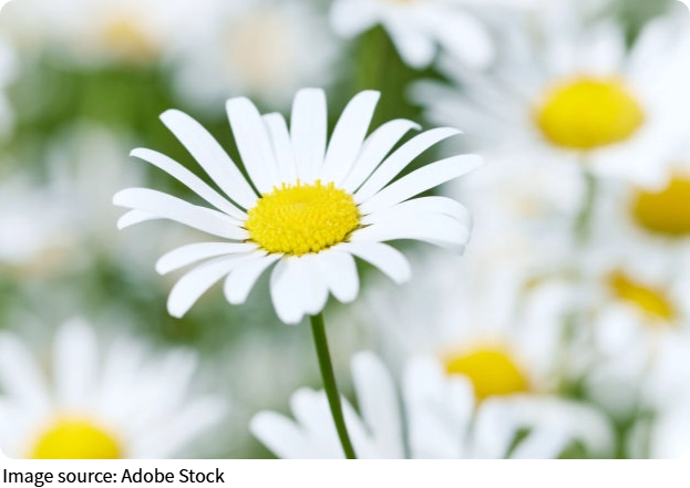 Очарование ромашек