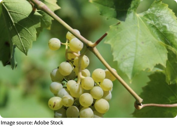 Fruits for Mental Clarity